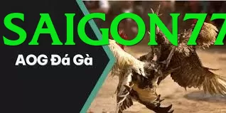 Đá Gà Trực Tiếp - Ưu đãi đặc biệt - PC